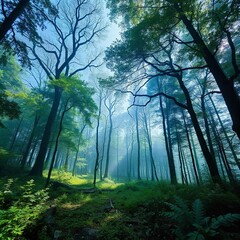 Obraz premium morning in the forest