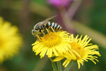 Closeup on a large European sand wasp, Bembix rostrata on a yellow flower