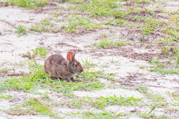 Carolina Marsh rabbit  sitting in the dunes in Emerald Isle. North Carolina. USA