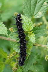 Closeup on a black caterpillar of the European peacock butterfly, Aglais io feeding on nettle