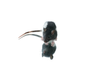 rat on a white background