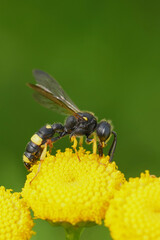 Closeup on an ornate tailed digger wasp, Cerceris rybyensis feeding on a yellow Tansy flower