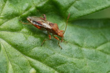 Closeup on a European red scentless bug, Rhopalus subrufus in the garden