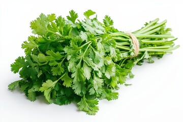 A bunch of fresh cilantro tied with twine, showcasing its vibrant green leaves.