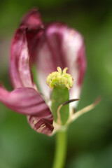 Delicate flowers in the garden