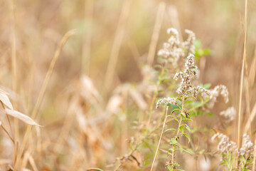 Brown meadow close up background