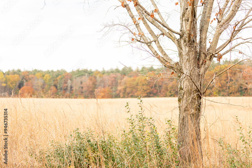 Wall mural Tree in late autumn at brown meadow