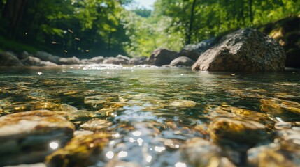 Freshwater stream with water striders skimming the surface and rocks below
