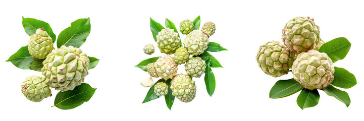 Fototapeta premium Set of Ripe Custard Apple with green leaves isolated on a transparent background
