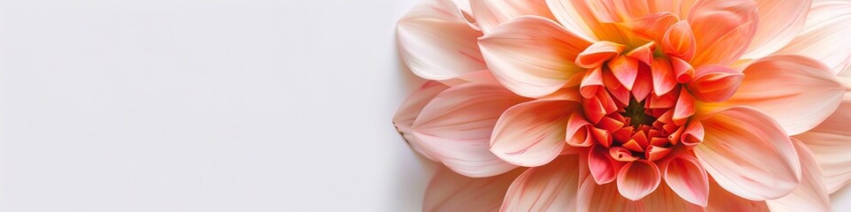 Fototapeta premium dahlias on white background.