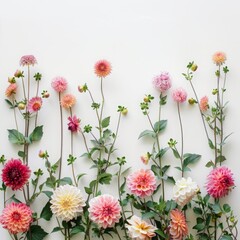 Obraz premium dahlias on white background.