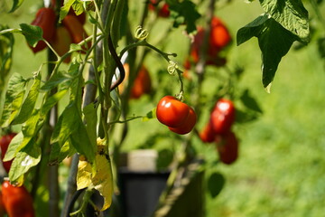 Red ripe tomatoes hanging down from green tomatoe plants in a garden