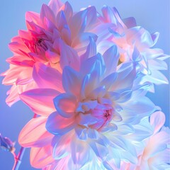 Fototapeta premium white dahlias.