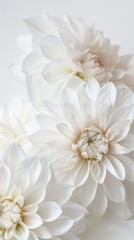 white dahlias.