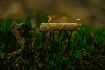 mushroom on the moss