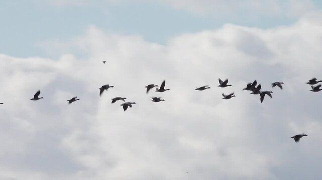 Pink footed Geese fly over Dee Estuary, Parkgate, Cheshire, England