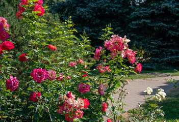 Rose garden in left part of Croisette in Cannes - summer season!