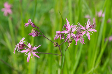 Close up of ragged robin (silene flos cuculi) flowers in bloom