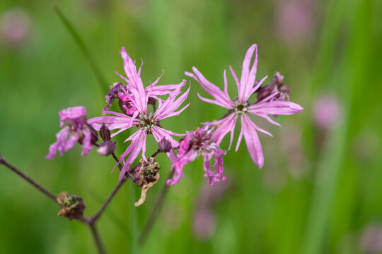 Close up of ragged robin (silene flos cuculi) flowers in bloom