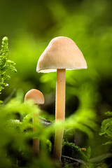 kleine Pilze im Moos