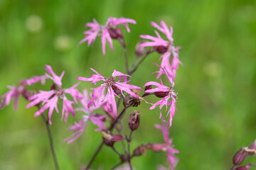 Close up of ragged robin (silene flos cuculi) flowers in bloom