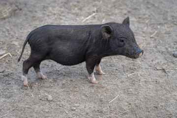 kleines schwein, ferkel