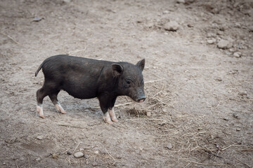 kleines Schwein, Ferkel