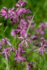 Obraz premium Close up of ragged robin (silene flos cuculi) flowers in bloom