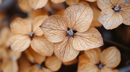 Delicate dried hydrangea petals in warm autumn tones captured in natural light during the golden hour
