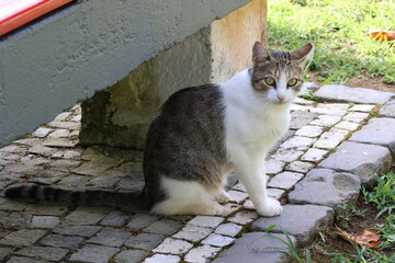 Cat sitting calmly under a bench © MiguelAngel