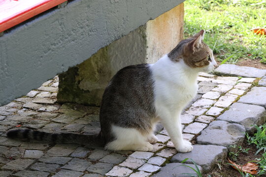 Cat sitting camly under a bench