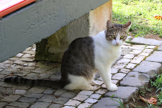 Cat sitting camly under a bench