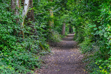 Charming pathway through woodland glade in the English countryside.