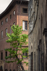 Fototapeta premium schöner grüner baum in zwischen zwei häusern in der innenstadt einer alten historischen stadt
