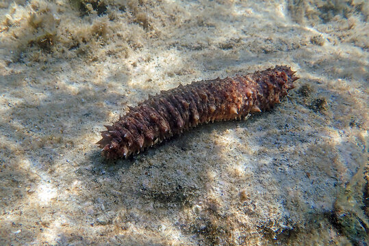 ' Holothuria tubulosa ', the cotton-spinner or tubular sea cucumber