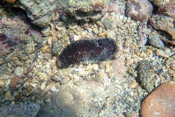 ' Holothuria tubulosa ', the cotton-spinner or tubular sea cucumber