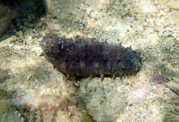 ' Holothuria tubulosa ', the cotton-spinner or tubular sea cucumber