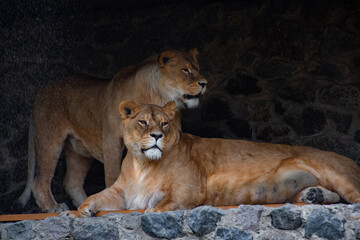 Nice lion female in zoo, nature and wild life