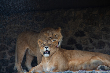 Nice lion female in zoo, nature and wild life