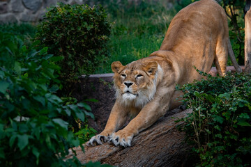 Nice lion female in zoo, nature and wild life