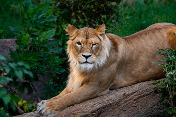 Nice lion female in zoo, nature and wild life