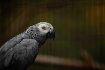 Nice Congo African grey parrot in cage at zoo, nature, wild life