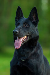 Portrait of a black german shepard dog on green background