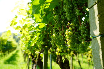 Green grapevine closeup. Ripe grapes. Vineyard.