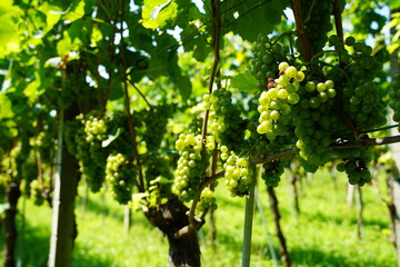 Green grapevine closeup. Ripe grapes. Vineyard.
