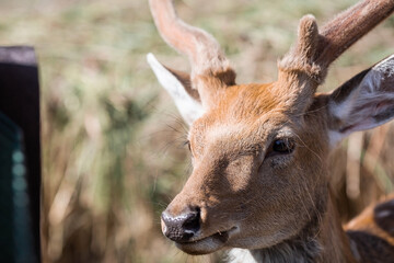 Portrait. A small fawn walks in a paddock on a ranch, on a private eco-farm or in a contact zoo. Animal husbandry. Love for animals.