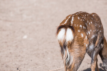 Portrait. A small fawn walks in a paddock on a ranch, on a private eco-farm or in a contact zoo....