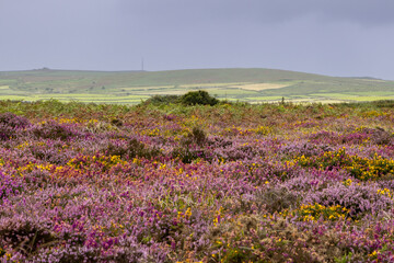 Fototapeta premium Gorse and heather blooming on the moors in Cornwall, with focus on distance