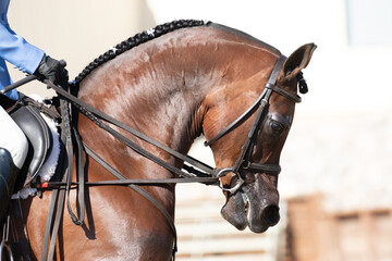 horse portrait