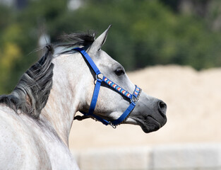 white horse head